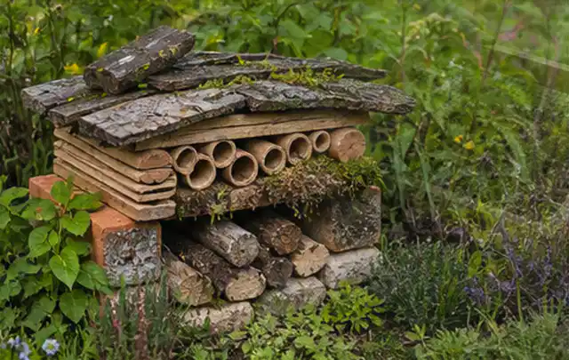 Naturnaher Unterschlupf aus Holz Rinde und Pflanzenstängeln im Garten; Thema Mehltau, Schwerpunkt Schadbild; Umsetzung.
