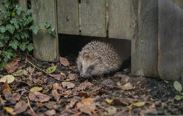 Igel nutzt einen bodennahen Durchgang unter einem hölzernen Gartenzaun; Thema Mehltau, Schwerpunkt Schadbild; Kontrolle.