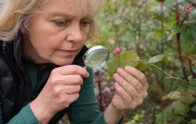Person untersucht Blätter im Garten auf Schädlinge und Krankheitssymptome; Thema Mehltau, Schwerpunkt Schadbild; Praxisalltag.