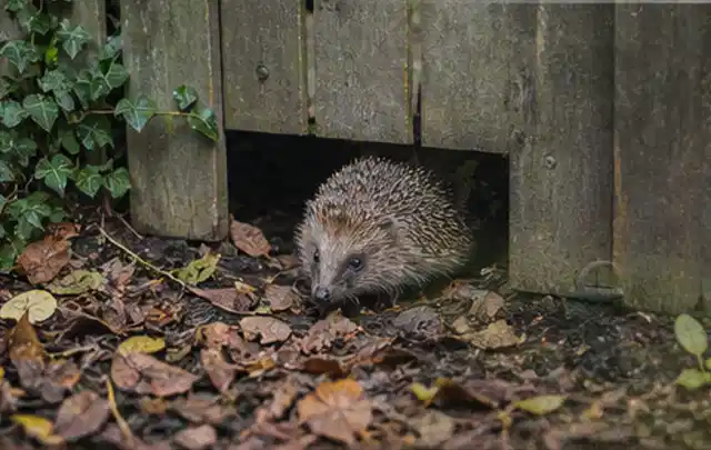 Igel nutzt einen bodennahen Durchgang unter einem hölzernen Gartenzaun; Thema Mehltau, Schwerpunkt Schädlinge Krankheiten; Ergebnis.
