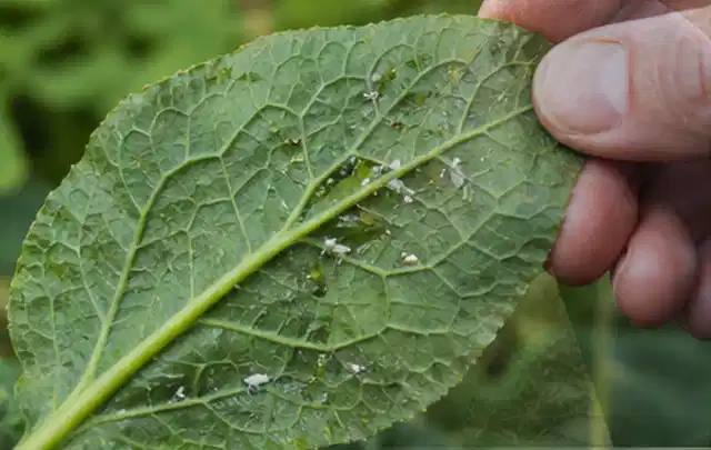 Hand hält ein Blatt mit kleinen hellen Schädlingen auf der Unterseite; Thema Mehltau, Schwerpunkt Soforthilfe; Umsetzung.