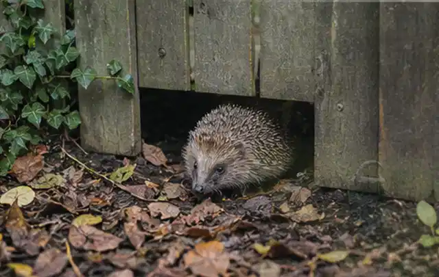 Igel nutzt einen bodennahen Durchgang unter einem hölzernen Gartenzaun; Thema Mehltau, Schwerpunkt Soforthilfe; Ergebnis.