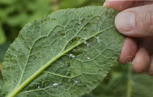 Hand hält ein Blatt mit kleinen hellen Schädlingen auf der Unterseite; Thema Mehltau, Schwerpunkt Ursachen; Umsetzung.