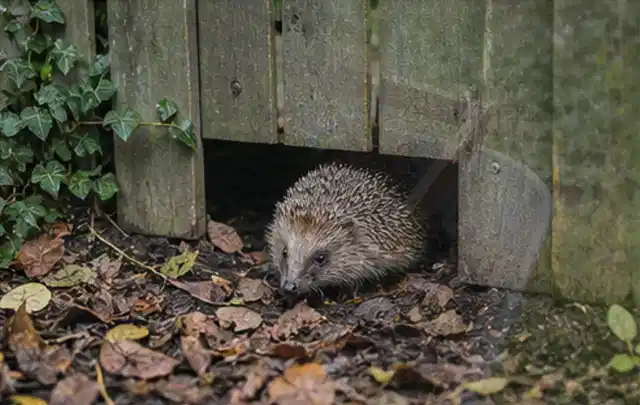 Igel nutzt einen bodennahen Durchgang unter einem hölzernen Gartenzaun; Thema Mehltau, Schwerpunkt Ursachen; Ergebnis.