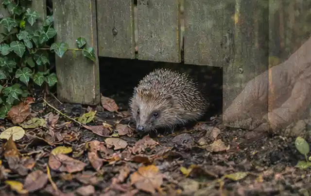Igel nutzt einen bodennahen Durchgang unter einem hölzernen Gartenzaun; Thema Mehltau, Schwerpunkt Vorbeugung; Ausgangslage.