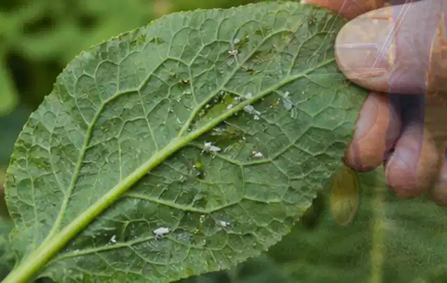 Hand hält ein Blatt mit kleinen hellen Schädlingen auf der Unterseite; Thema Mehltau, Schwerpunkt Vorbeugung; Umsetzung.