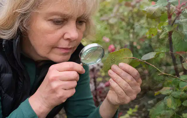 Person untersucht Blätter im Garten auf Schädlinge und Krankheitssymptome; Thema Mehltau, Schwerpunkt Vorbeugung; Praxisalltag.