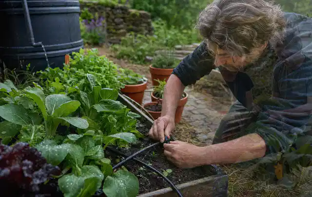 Person stellt die Bewässerung an einem bepflanzten Hochbeet ein; Thema Micro Drip Systeme, Schwerpunkt Anwendung; Ausgangslage.