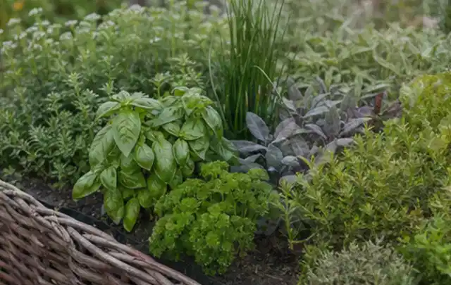 Dichtes Hochbeet mit Basilikum Schnittlauch Petersilie Salbei und weiteren Küchenkräutern; Thema Micro Drip Systeme, Schwerpunkt Anwendung; Kontrolle.