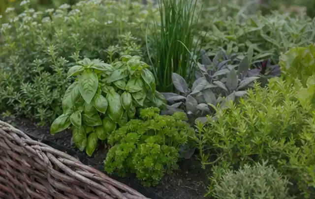 Dichtes Hochbeet mit Basilikum Schnittlauch Petersilie Salbei und weiteren Küchenkräutern; Thema Micro Drip Systeme, Schwerpunkt Bestenliste; Umsetzung.