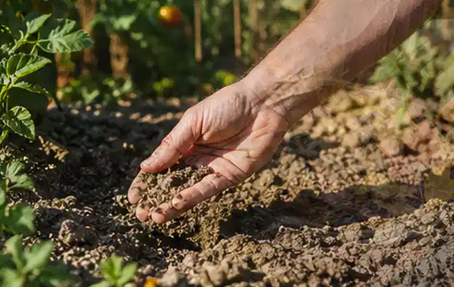 Hand prüft trockene krümelige Gartenerde während einer warmen Sommerphase; Thema Micro Drip Systeme, Schwerpunkt Checkliste; Kontrolle.