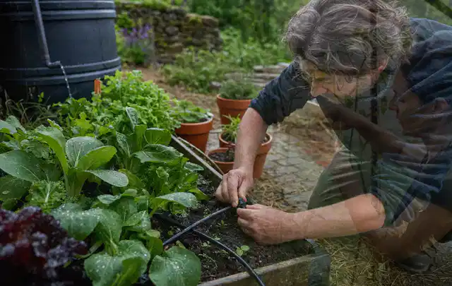 Person stellt die Bewässerung an einem bepflanzten Hochbeet ein; Thema Micro Drip Systeme, Schwerpunkt Checkliste; Ergebnis.