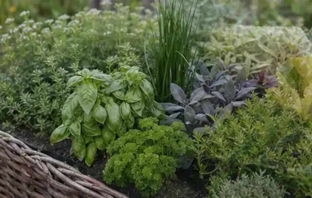 Dichtes Hochbeet mit Basilikum Schnittlauch Petersilie Salbei und weiteren Küchenkräutern; Thema Micro Drip Systeme, Schwerpunkt Dimensionierung;…
