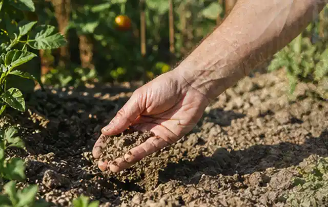 Hand prüft trockene krümelige Gartenerde während einer warmen Sommerphase; Thema Micro Drip Systeme, Schwerpunkt Dimensionierung; Praxisalltag.