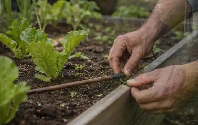 Hände befestigen einen Tropfschlauch nahe an jungen Pflanzen im Hochbeet; Thema Micro Drip Systeme, Schwerpunkt Ersatzteile; Umsetzung.
