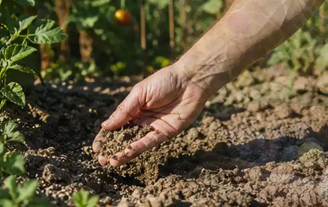 Hand prüft trockene krümelige Gartenerde während einer warmen Sommerphase; Thema Micro Drip Systeme, Schwerpunkt Ersatzteile; Kontrolle.