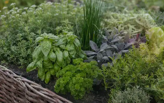 Dichtes Hochbeet mit Basilikum Schnittlauch Petersilie Salbei und weiteren Küchenkräutern; Thema Micro Drip Systeme, Schwerpunkt Ersatzteile; Praxisalltag.