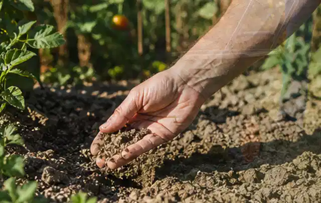 Hand prüft trockene krümelige Gartenerde während einer warmen Sommerphase; Thema Micro Drip Systeme, Schwerpunkt Fehlerhilfe; Ausgangslage.