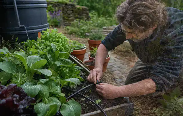 Person stellt die Bewässerung an einem bepflanzten Hochbeet ein; Thema Micro Drip Systeme, Schwerpunkt Fehlerhilfe; Ergebnis.