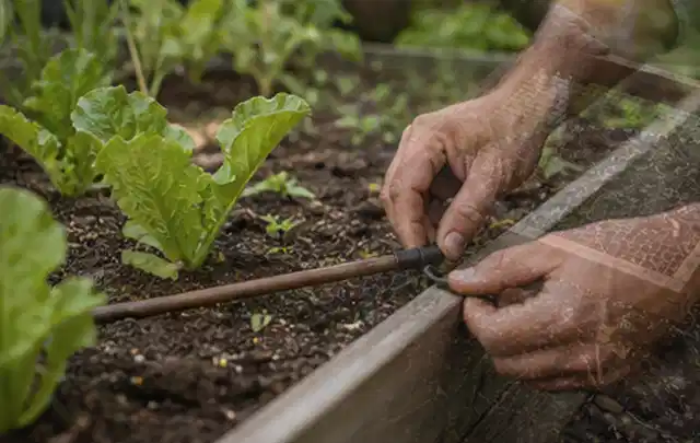 Hände befestigen einen Tropfschlauch nahe an jungen Pflanzen im Hochbeet; Thema Micro Drip Systeme, Schwerpunkt Fehlerhilfe; Praxisalltag.