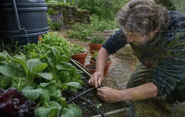 Person stellt die Bewässerung an einem bepflanzten Hochbeet ein; Thema Micro Drip Systeme, Schwerpunkt Gärten mit großer Fläche; Umsetzung.