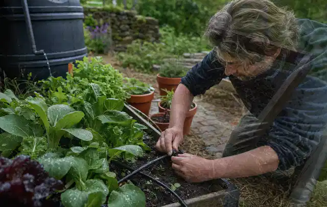 Person stellt die Bewässerung an einem bepflanzten Hochbeet ein; Thema Micro Drip Systeme, Schwerpunkt Gärten mit kleiner Fläche; Kontrolle.