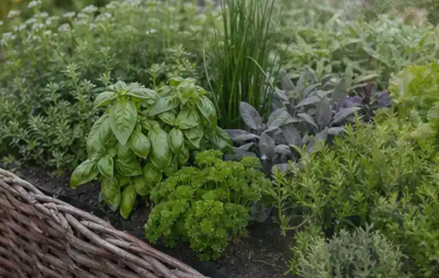 Dichtes Hochbeet mit Basilikum Schnittlauch Petersilie Salbei und weiteren Küchenkräutern; Thema Micro Drip Systeme, Schwerpunkt Gärten mit kleiner…