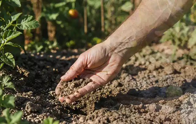 Hand prüft trockene krümelige Gartenerde während einer warmen Sommerphase; Thema Micro Drip Systeme, Schwerpunkt Leistung; Ausgangslage.