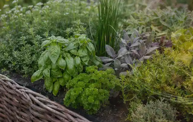 Dichtes Hochbeet mit Basilikum Schnittlauch Petersilie Salbei und weiteren Küchenkräutern; Thema Micro Drip Systeme, Schwerpunkt Leistung; Ergebnis.