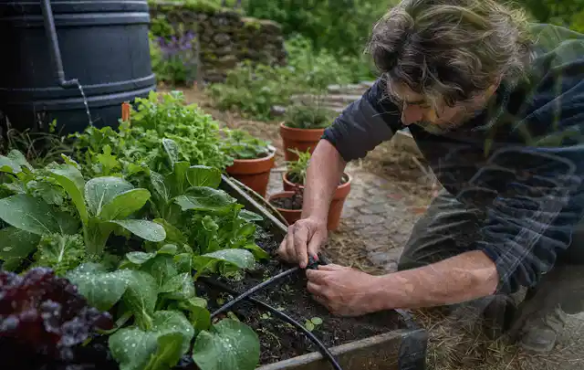 Person stellt die Bewässerung an einem bepflanzten Hochbeet ein; Thema Micro Drip Systeme, Schwerpunkt Nachhaltigkeit; Praxisalltag.