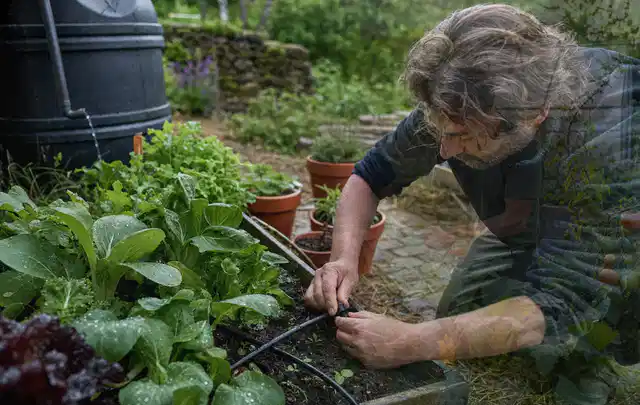 Person stellt die Bewässerung an einem bepflanzten Hochbeet ein; Thema Micro Drip Systeme, Schwerpunkt Reinigung; Praxisalltag.