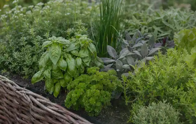 Dichtes Hochbeet mit Basilikum Schnittlauch Petersilie Salbei und weiteren Küchenkräutern; Thema Micro Drip Systeme, Schwerpunkt Reparatur; Kontrolle.