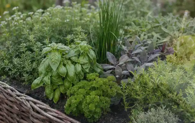 Dichtes Hochbeet mit Basilikum Schnittlauch Petersilie Salbei und weiteren Küchenkräutern; Thema Micro Drip Systeme, Schwerpunkt Sicherheit; Ausgangslage.