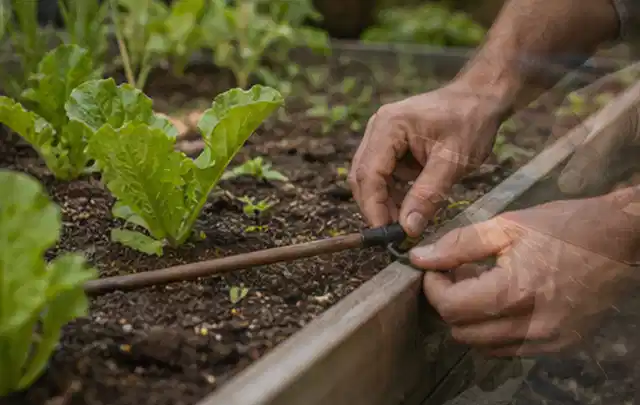 Hände befestigen einen Tropfschlauch nahe an jungen Pflanzen im Hochbeet; Thema Micro Drip Systeme, Schwerpunkt Sicherheit; Kontrolle.