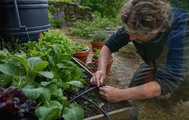 Person stellt die Bewässerung an einem bepflanzten Hochbeet ein; Thema Micro Drip Systeme, Schwerpunkt Sicherheit; Praxisalltag.