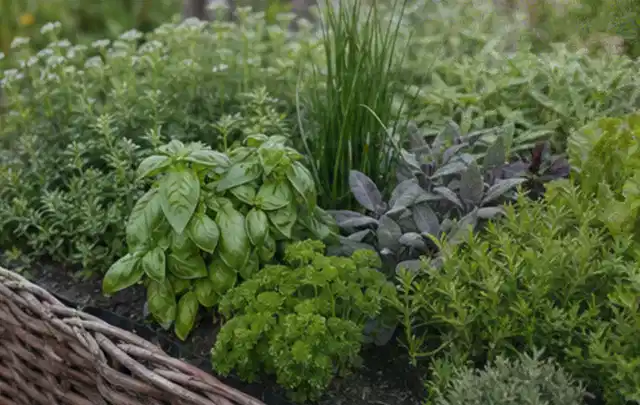 Dichtes Hochbeet mit Basilikum Schnittlauch Petersilie Salbei und weiteren Küchenkräutern; Thema Micro Drip Systeme, Schwerpunkt Systemvergleich;…