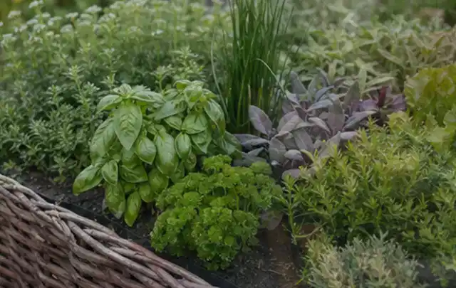Dichtes Hochbeet mit Basilikum Schnittlauch Petersilie Salbei und weiteren Küchenkräutern; Thema Micro Drip Systeme, Schwerpunkt Vergleich; Praxisalltag.