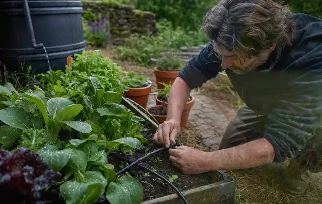 Person stellt die Bewässerung an einem bepflanzten Hochbeet ein; Thema Micro Drip Systeme, Schwerpunkt Wartung; Umsetzung.