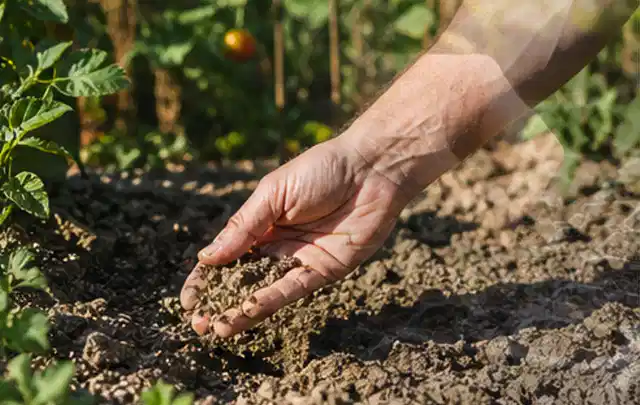 Hand prüft trockene krümelige Gartenerde während einer warmen Sommerphase; Thema Micro Drip Systeme, Schwerpunkt Winterlager; Praxisalltag.