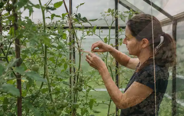 Person bindet junge Tomatentriebe in einem privaten Gewächshaus vorsichtig an; Thema Mini Gewächshaus, Schwerpunkt Aufbau; Praxisalltag.