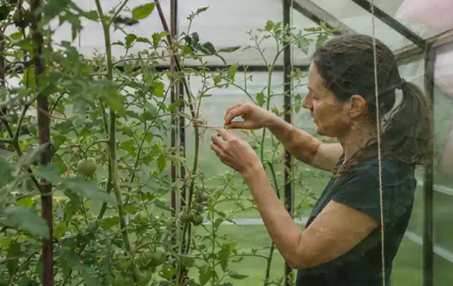 Person bindet junge Tomatentriebe in einem privaten Gewächshaus vorsichtig an; Thema Mini Gewächshaus, Schwerpunkt Checkliste; Praxisalltag.