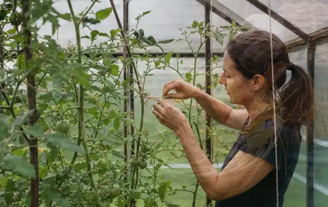 Person bindet junge Tomatentriebe in einem privaten Gewächshaus vorsichtig an; Thema Mini Gewächshaus, Schwerpunkt Dimensionierung; Umsetzung.