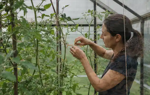 Person bindet junge Tomatentriebe in einem privaten Gewächshaus vorsichtig an; Thema Mini Gewächshaus, Schwerpunkt DIY; Kontrolle.