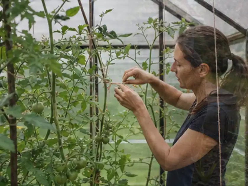 Person bindet junge Tomatentriebe in einem privaten Gewächshaus vorsichtig an; Thema Mini Gewächshaus, Schwerpunkt Fehlerhilfe; Titelbild.