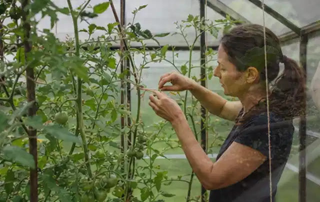 Person bindet junge Tomatentriebe in einem privaten Gewächshaus vorsichtig an; Thema Mini Gewächshaus, Schwerpunkt Fundament; Kontrolle.