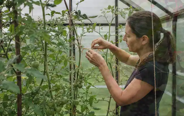 Person bindet junge Tomatentriebe in einem privaten Gewächshaus vorsichtig an; Thema Mini Gewächshaus, Schwerpunkt Gärten mit kleiner Fläche; Praxisalltag.