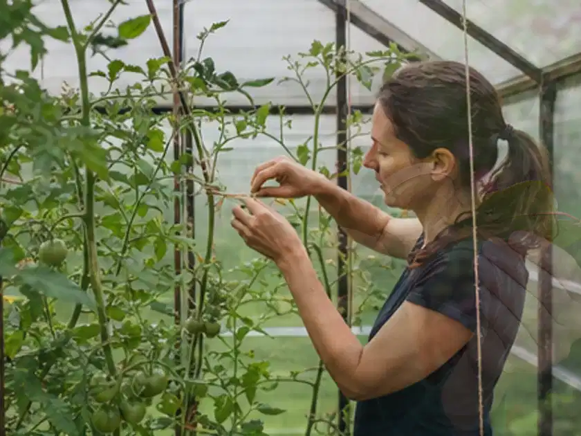 Person bindet junge Tomatentriebe in einem privaten Gewächshaus vorsichtig an; Thema Mini Gewächshaus, Schwerpunkt Gestaltung; Titelbild.