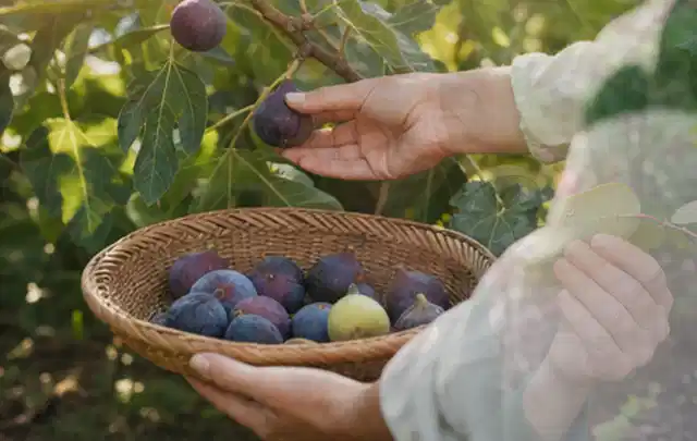 Hand pflückt eine reife Feige über einem flachen Korb mit Früchten; Thema Mini Gewächshaus, Schwerpunkt Gestaltung; Ausgangslage.