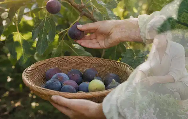 Hand pflückt eine reife Feige über einem flachen Korb mit Früchten; Thema Mini Gewächshaus, Schwerpunkt Kosten; Ausgangslage.