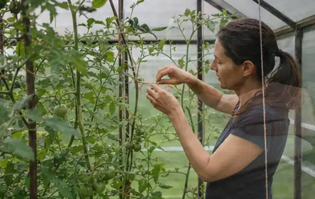 Person bindet junge Tomatentriebe in einem privaten Gewächshaus vorsichtig an; Thema Mini Gewächshaus, Schwerpunkt Materialwahl; Ergebnis.